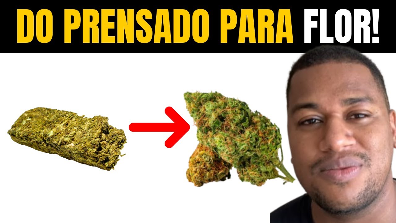 Como LARGUEI O PRENSADO e Consegui o AUTO-SUSTENTO DE FLOR!