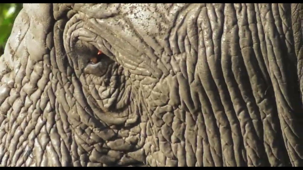 Elephant!