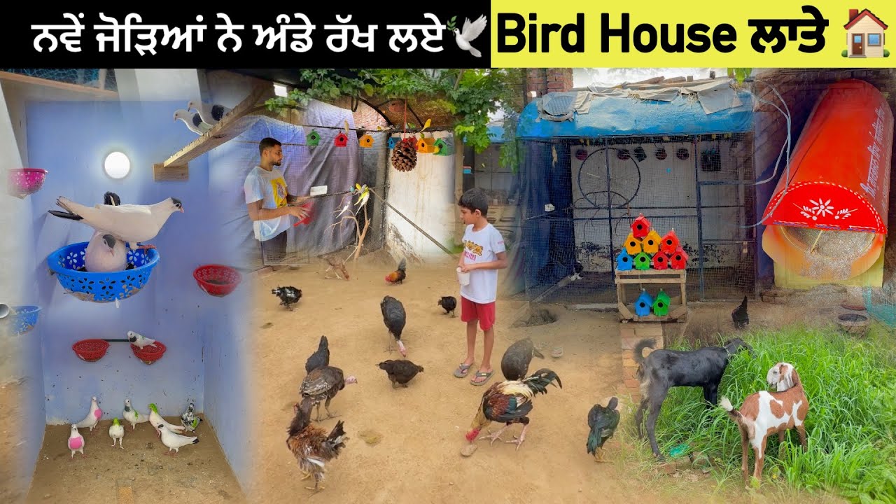 ਜੋੜਿਆਂ ਨੇ ਅੰਡੇ ਰੱਖ ਲਏ 🕊️|| Master Cage ਦੇ ਅੰਦਰ Bird House ਲਾਤੇ || ਤੂੜੀ ਆਲੀ ਮਸ਼ੀਨ ਲਿਆਂਦੀ | #kabootar