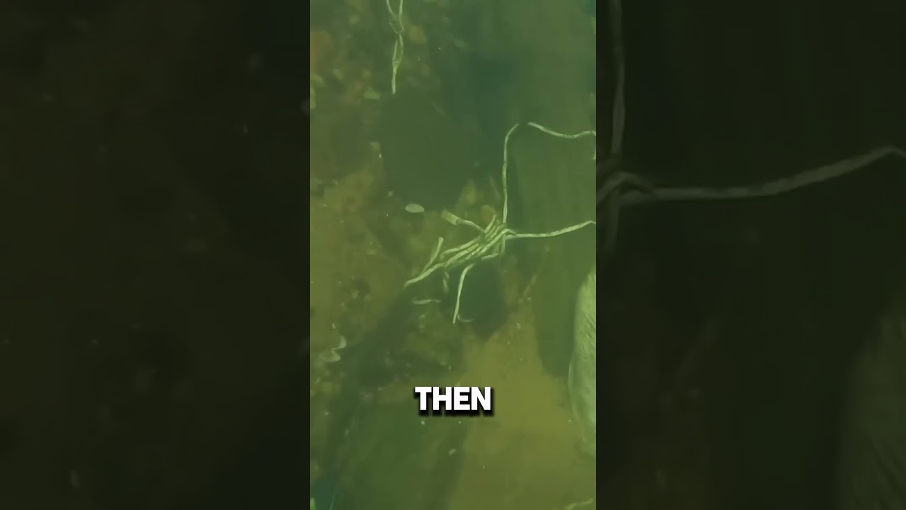 watch till the end… Credit: DALLMYD 
