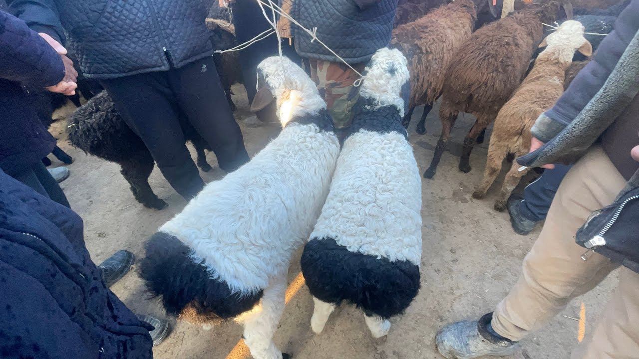 QUYLAR NARXI NUROBOT NAGURNI BOZORI 13 mart 2026 yil