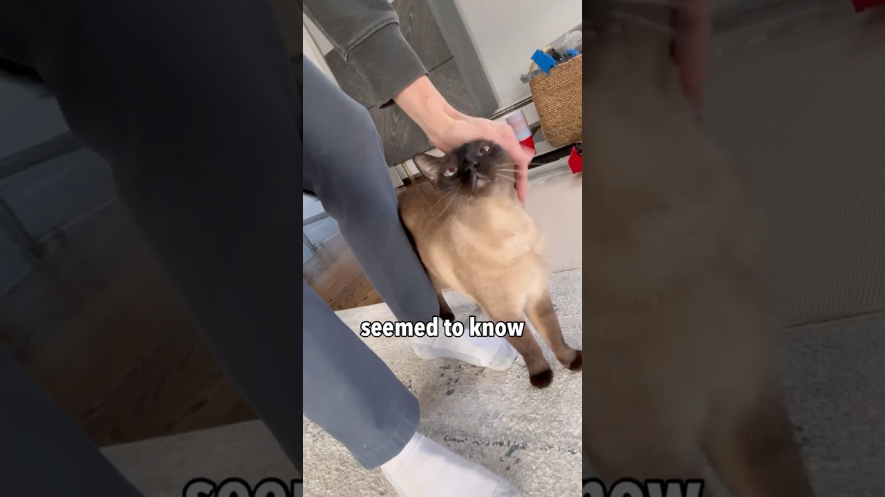 Can Cats Help Their Owners Heal Faster When They&rsquo;re Sick?