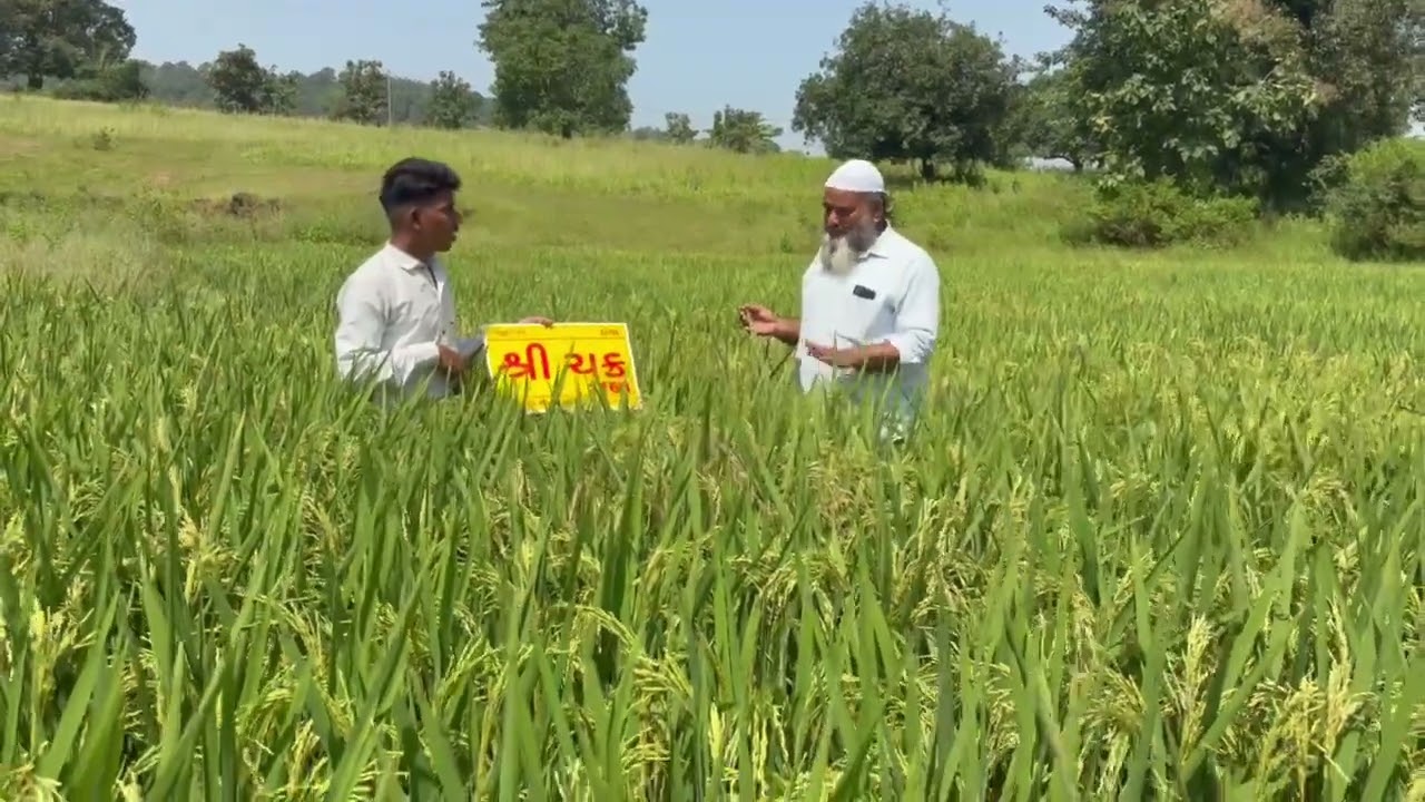 Sri Chakra 1168 is a high-yielding, medium-duration hybrid paddy variety(120-125 Days)#seeds #paddy 