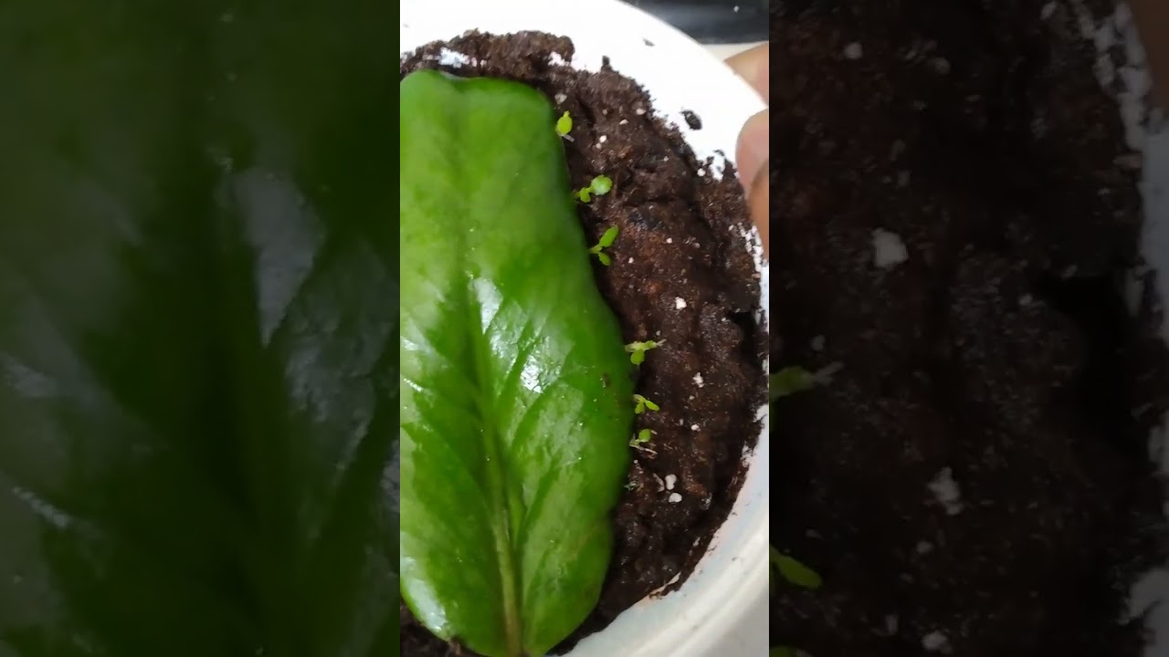 How to grow Leaf of Life plants 2024 (in real time for beginners)