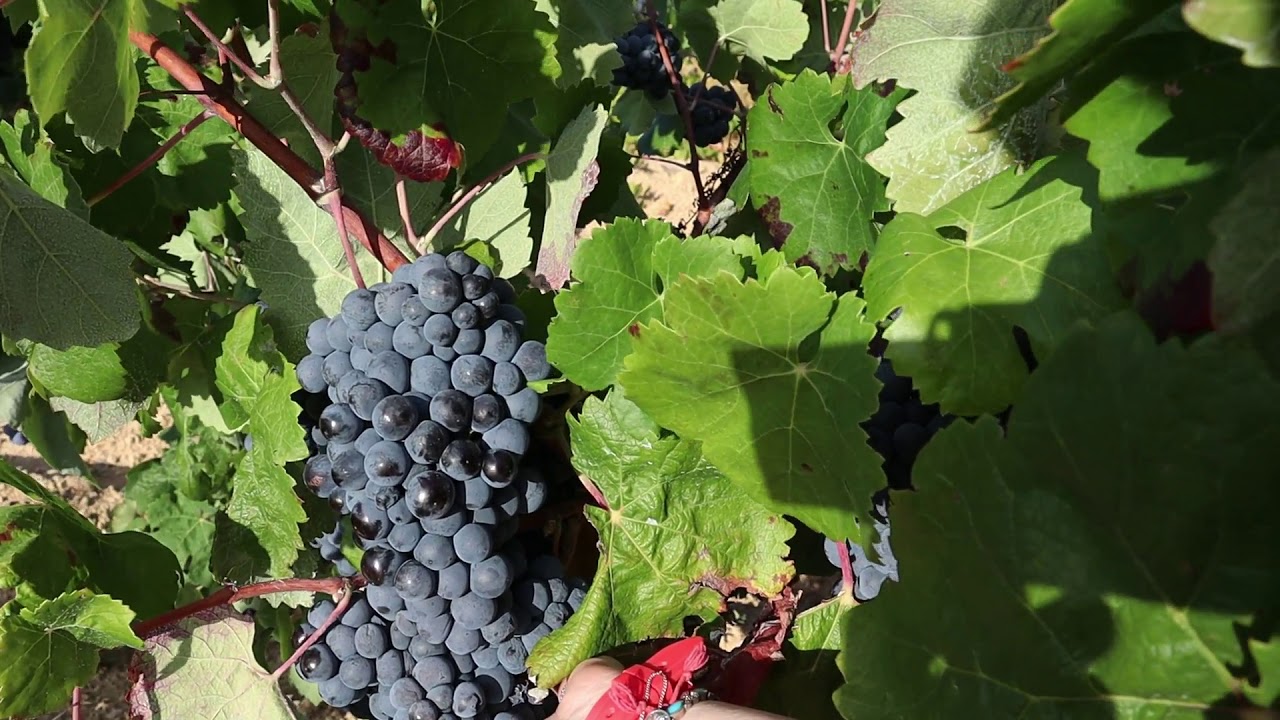 Viñas de uva Bobal