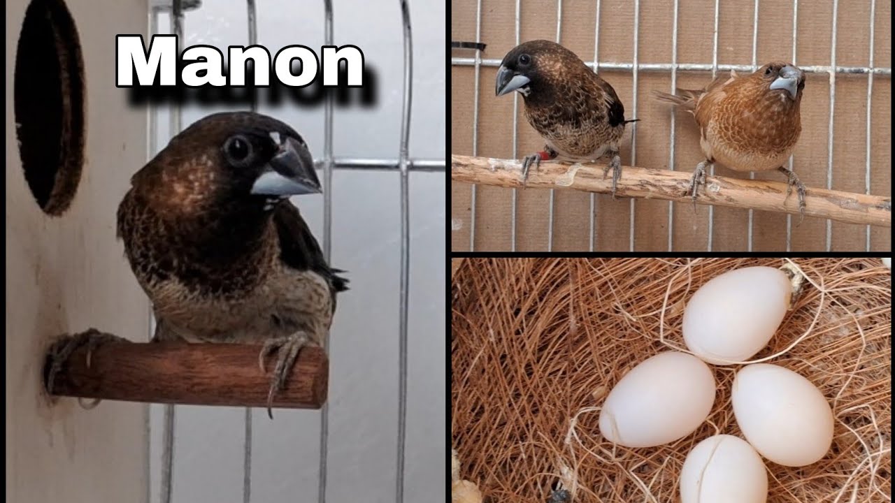 Criação de Manon em gaiola🕊 Pássaros fácil de Reprodução ✅️