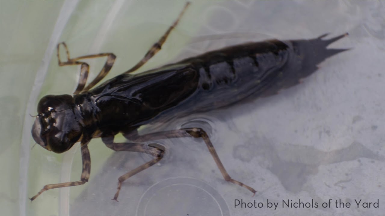 Macroinvertebrates