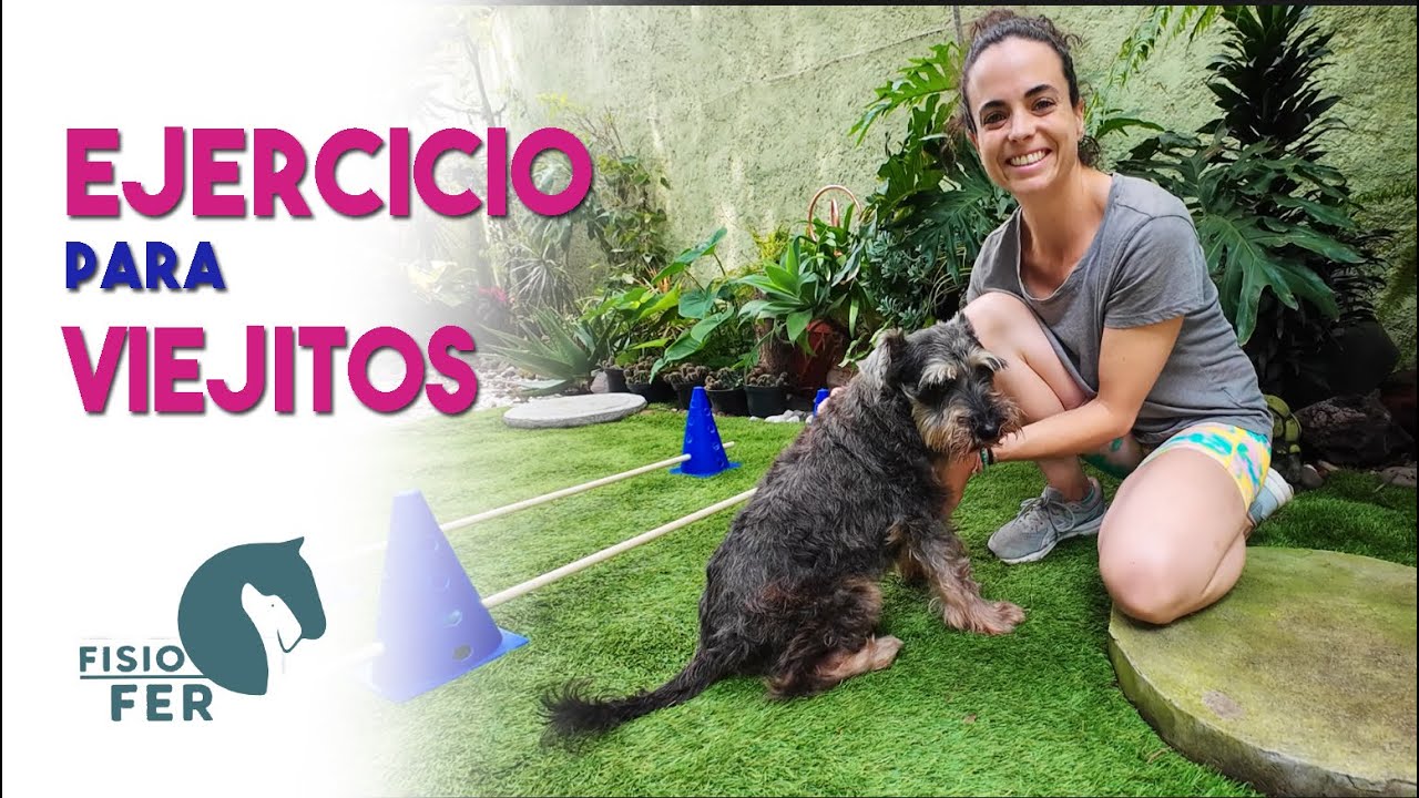 Rutina de ejercicio para perros viejos para que no pierdan movilidad