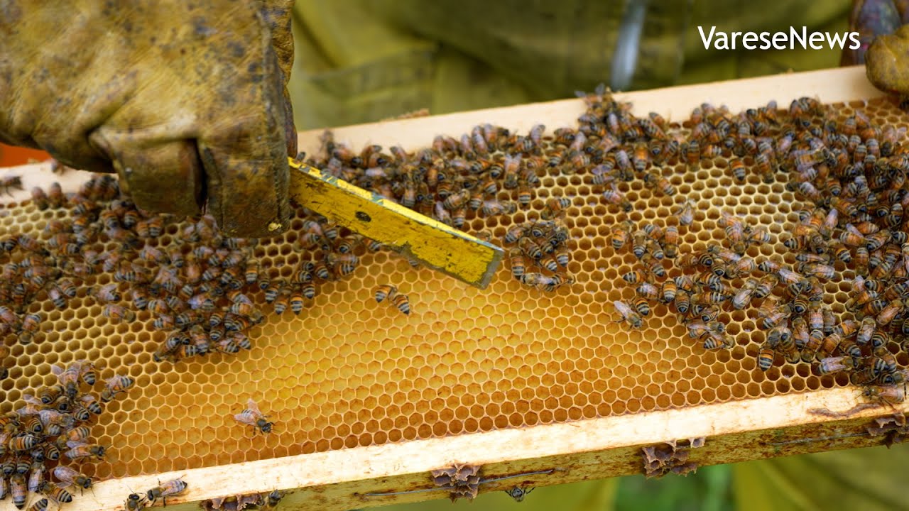 Le api travolte dal cambiamento climatico | UN ANNO CON LE API