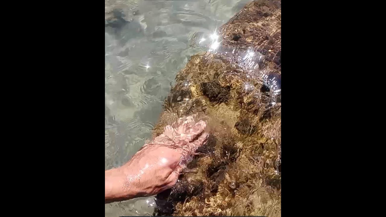 ARENICOLA XXL