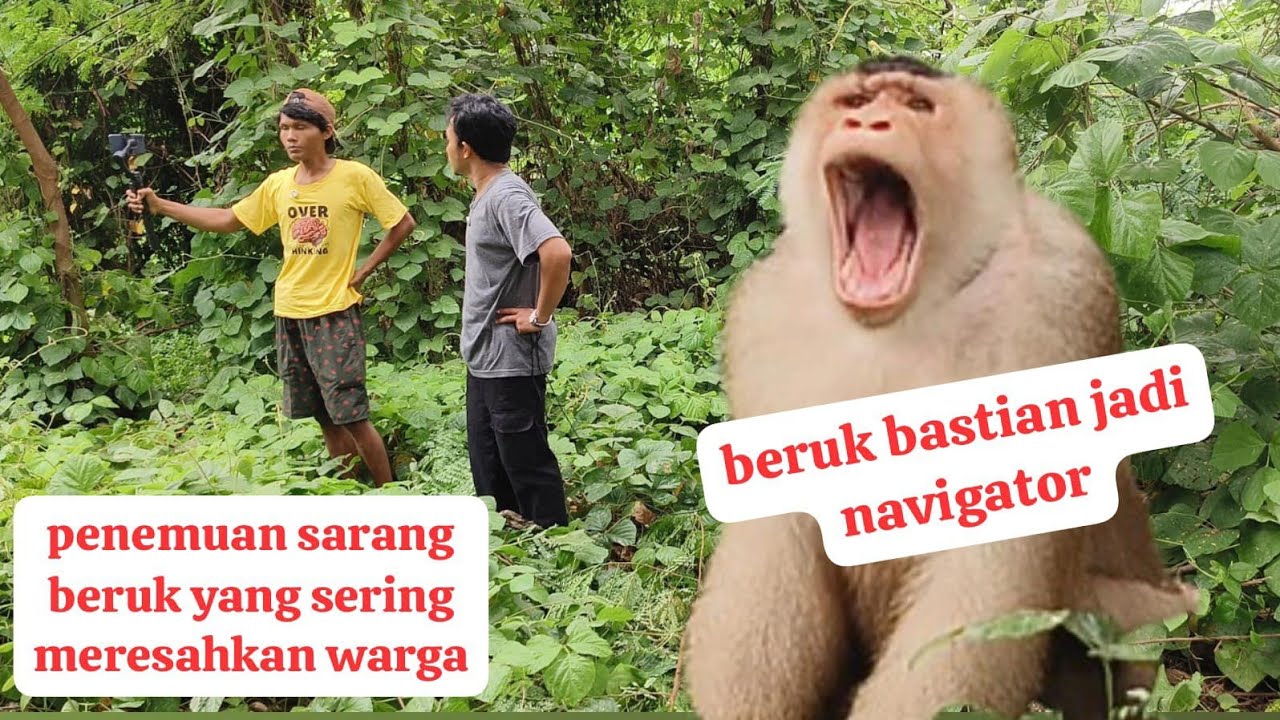 terungkap divideo ini!!! menelusuri jalur beruk yg meresahkan warga bekasi!!!
