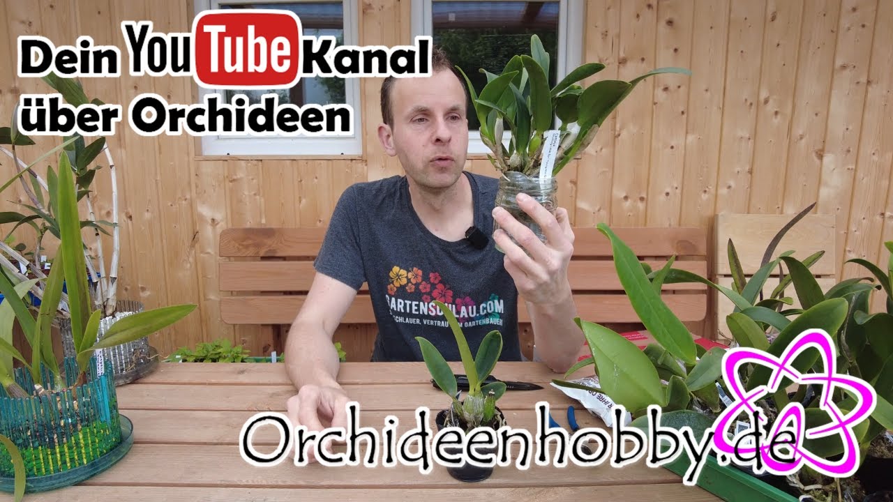 Cattleya: Die Königin der Orchideen auf Orchideenhobby.de