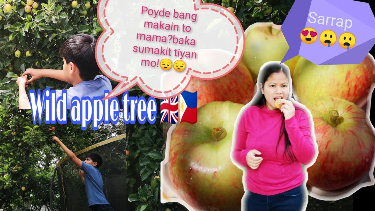 #Harvesting wild apples🇵🇭🇬🇧Anu kaya ang lasa🤔? English/Tagalog