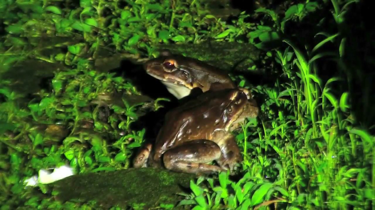 Night Jungle Tour in Manuel Antonio | Rainmaker Night Tour