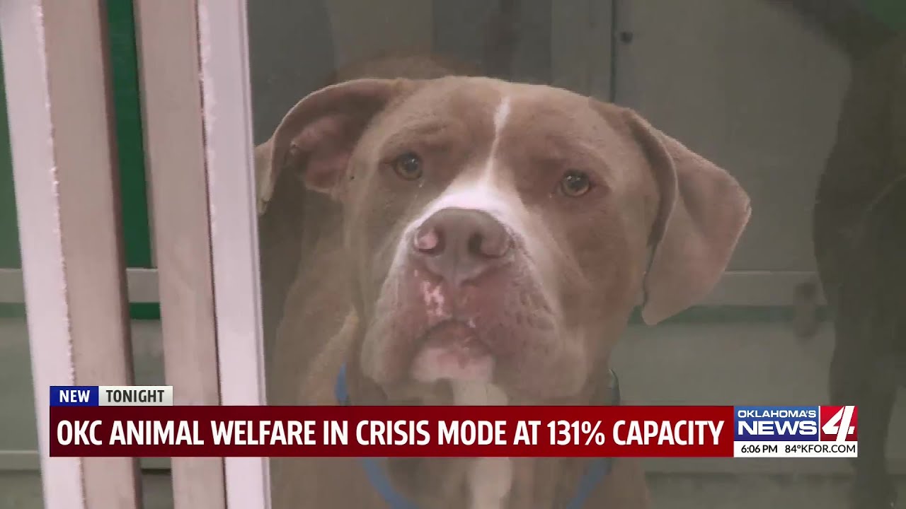 ‘It’s literally life or death’: Oklahoma City Animal Welfare took in 114 dogs in just a day