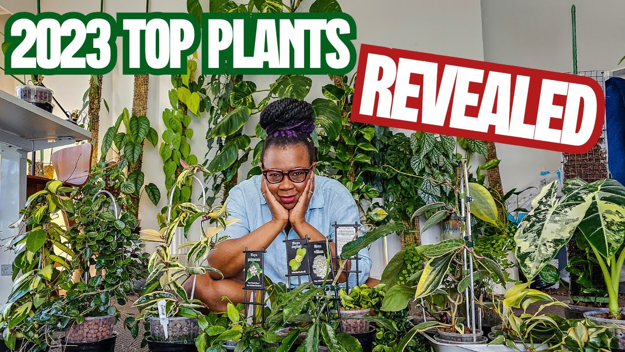 Houseplant Tour: My Top Houseplants of 2023 - You Won't Believe #24