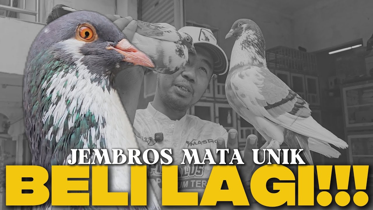 BELI LAGI‼️ PENASARAN BANG LAPE DATENG LAGI KE KIOS MERPATI SYUSIN BEKASI