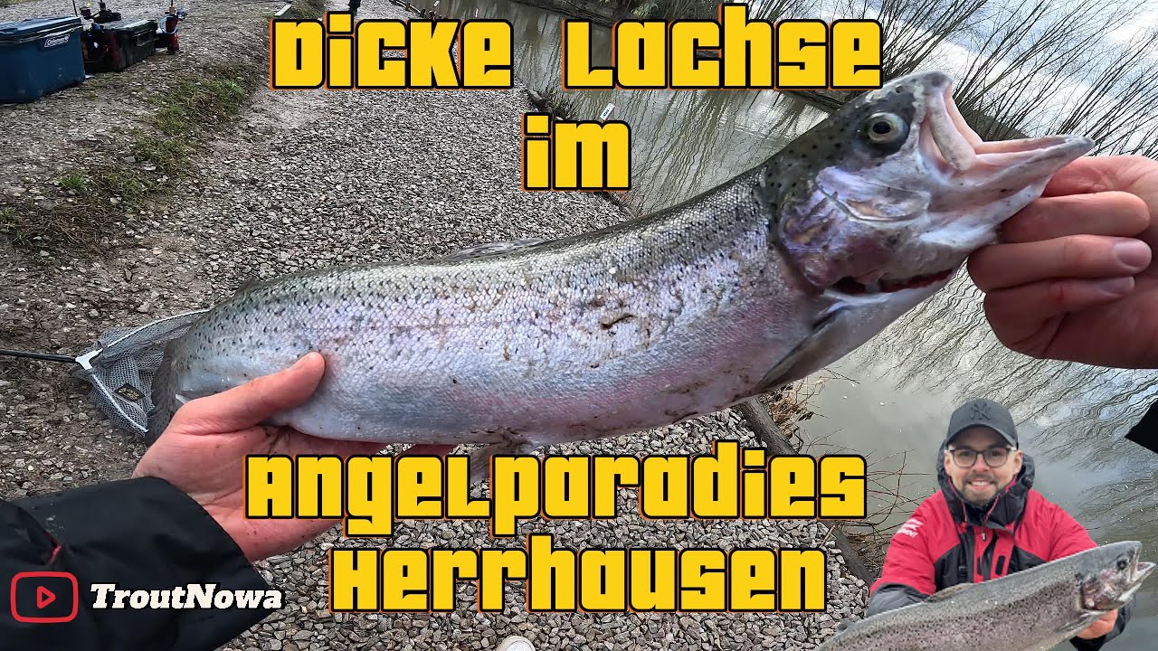 Dicke Lachse im Angelparadies Herrhausen - Forellenangeln - UL-Fishing