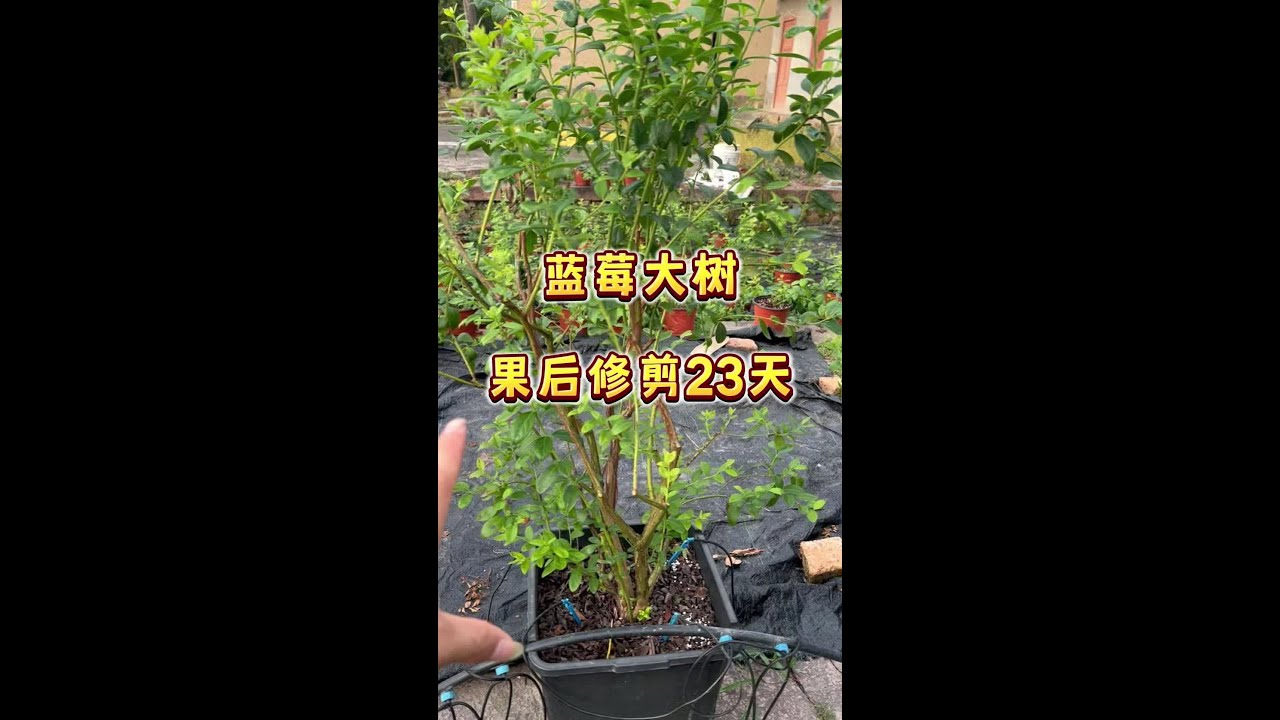 家庭盆栽的蓝莓2年苗果后修剪23天维护#蓝莓#盆栽蓝莓#蓝莓果后修剪#盆栽果树 #内容启发搜索