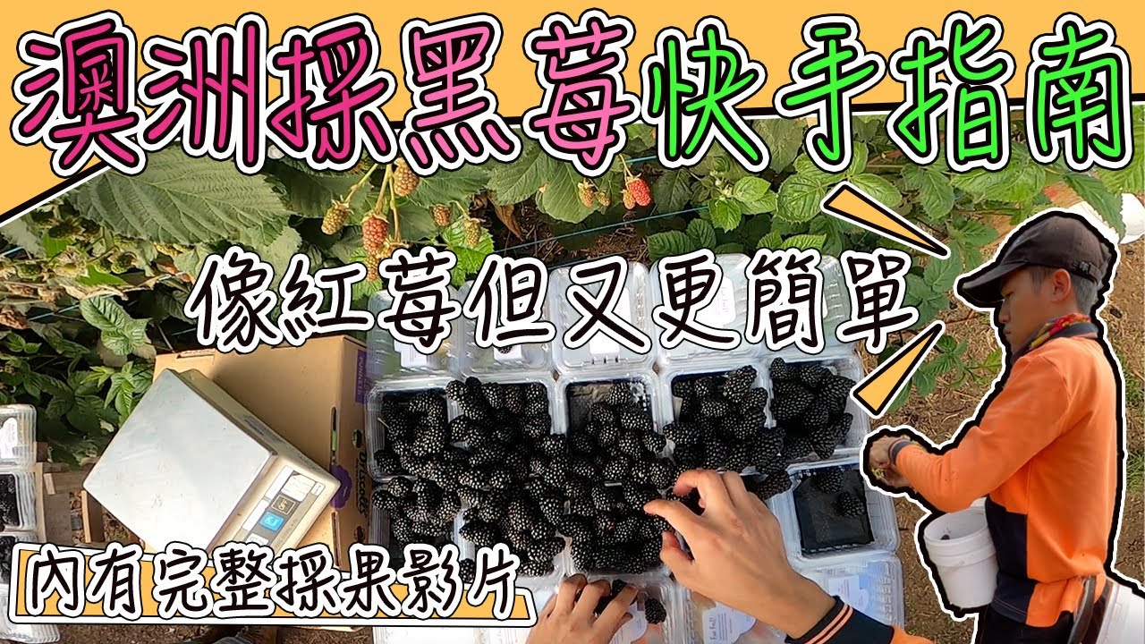 澳洲採黑莓｜簡單易上手的高經濟作物 適合新包們的農場工作，Teaching｜blackberry picking in Australia