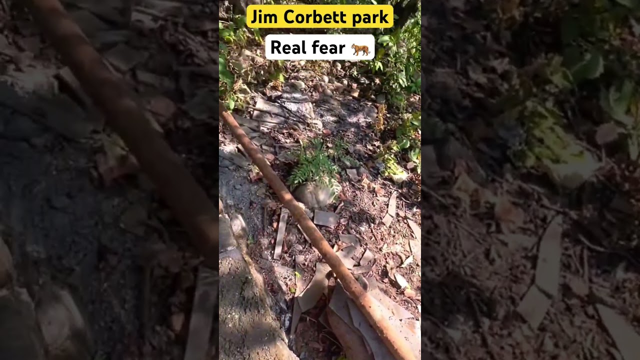 Real fear at Jim Corbett park 📍🐅
