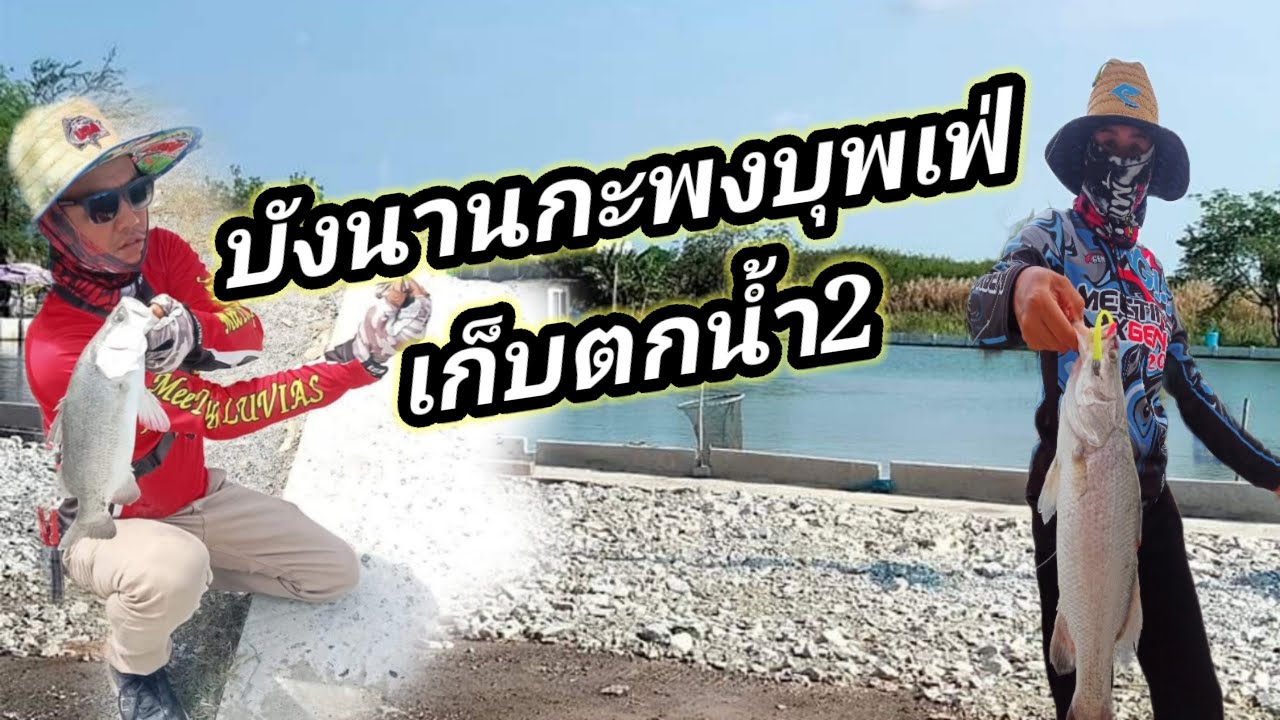 Ep203 เก็บตกกะพงบุพเฟ่บ่อบังนาน..วันนี้มาช้าแต่ชัวนะ