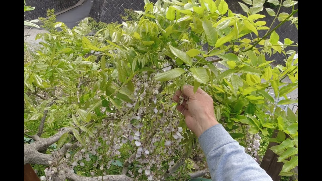 No.237_ 不要芽の掻き取りと花がら摘み