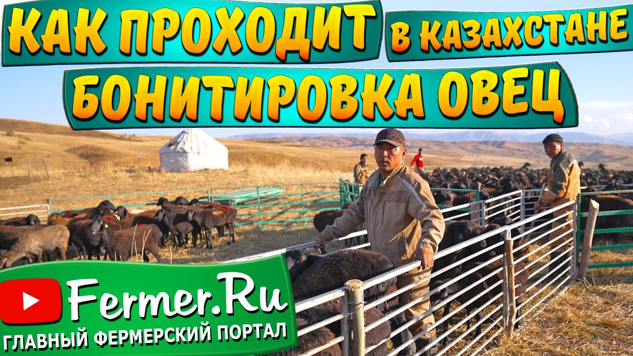 1000 овец казахской грубошёрстной породы под осеменение. Классная бонитировка полуторагодовалых овец
