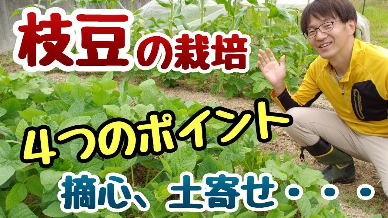 【枝豆の栽培】４つのポイント(摘心、土寄せ、水やり、害虫対策)