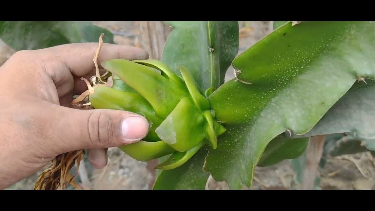 Metodo de Fertilizacion en el cultivo de Pitahaya