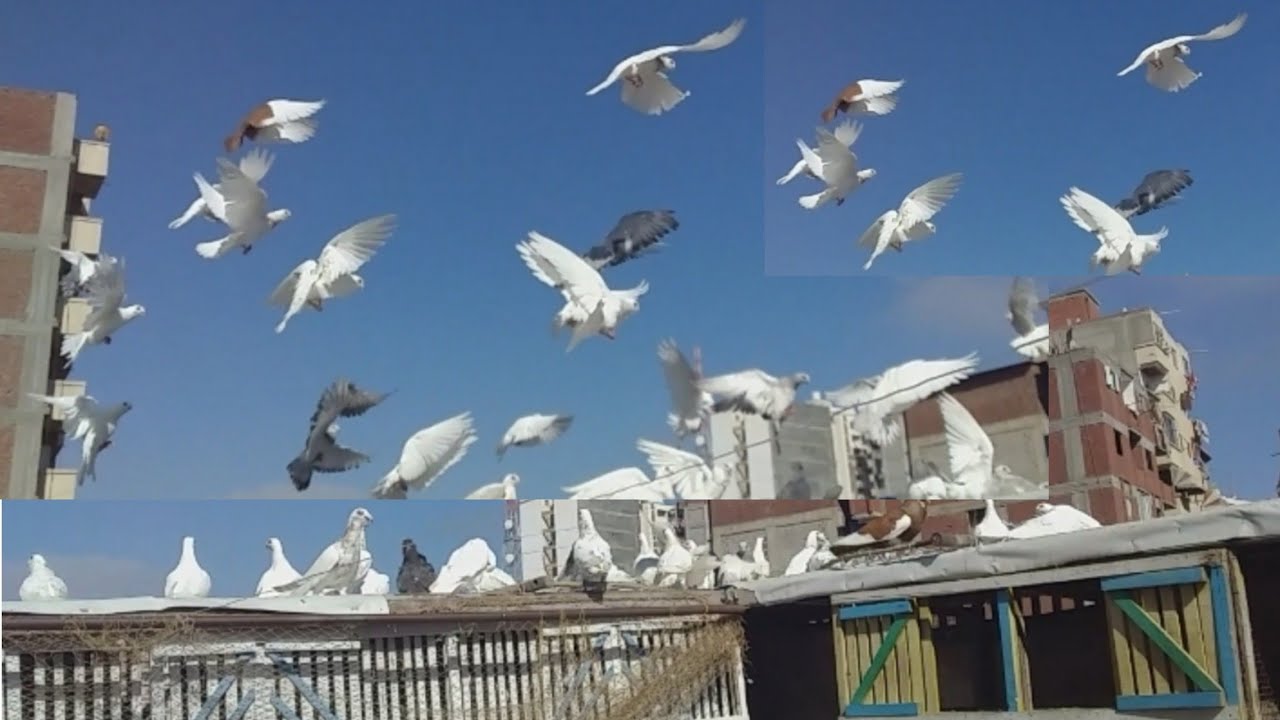 نش الزغاليل وضم سبعه جداد ومعلومات عن تبييت الزغاليل مع محمد رزق