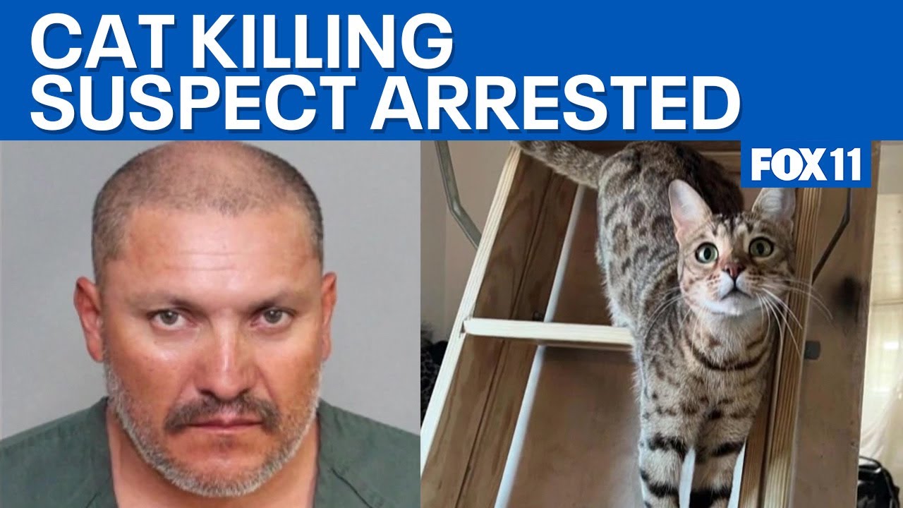 Dozens of cats killed in Orange County, suspect arrested  | FOX 11 LA