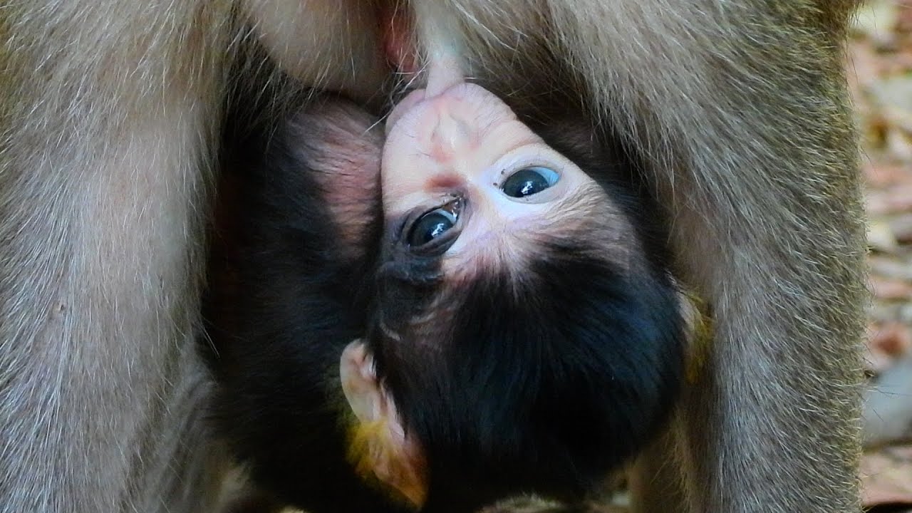 So Cute Baby Monkey Shiloh.