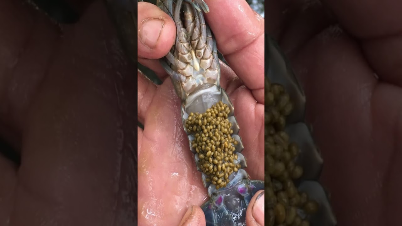 Apa makanan lobster air tawar agar cepat besar?