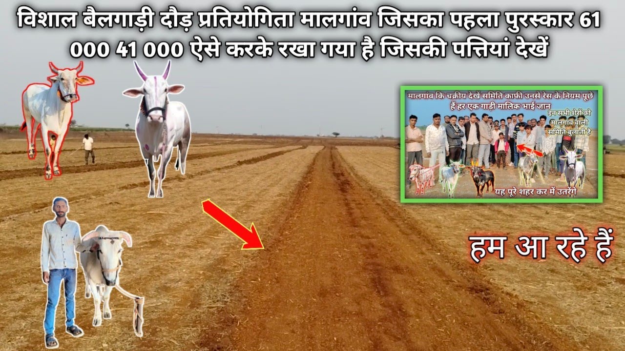 Malegaon ki chakriya मालेगांव कीसक्रिय 🦬🦬#cow 