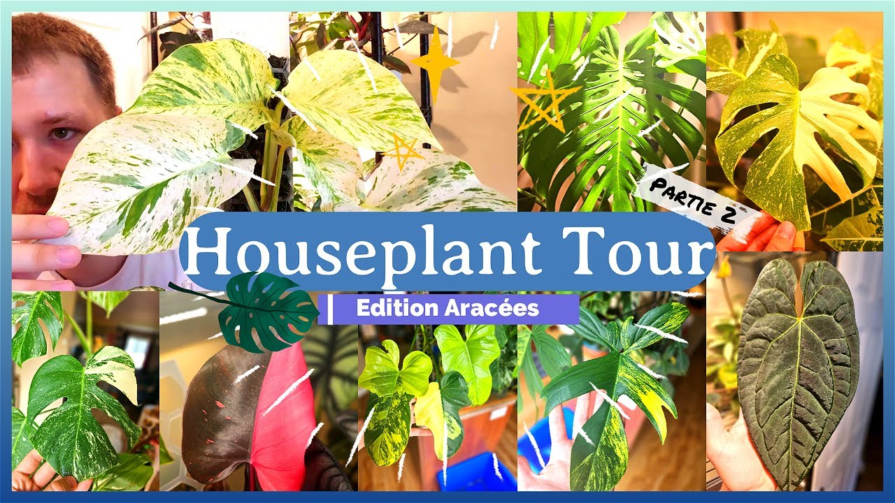 Houseplant Tour Partie 2 | Édition Aracées | 30+ Plantes Uniques! | Philos, Monsteras, Anthuriums...