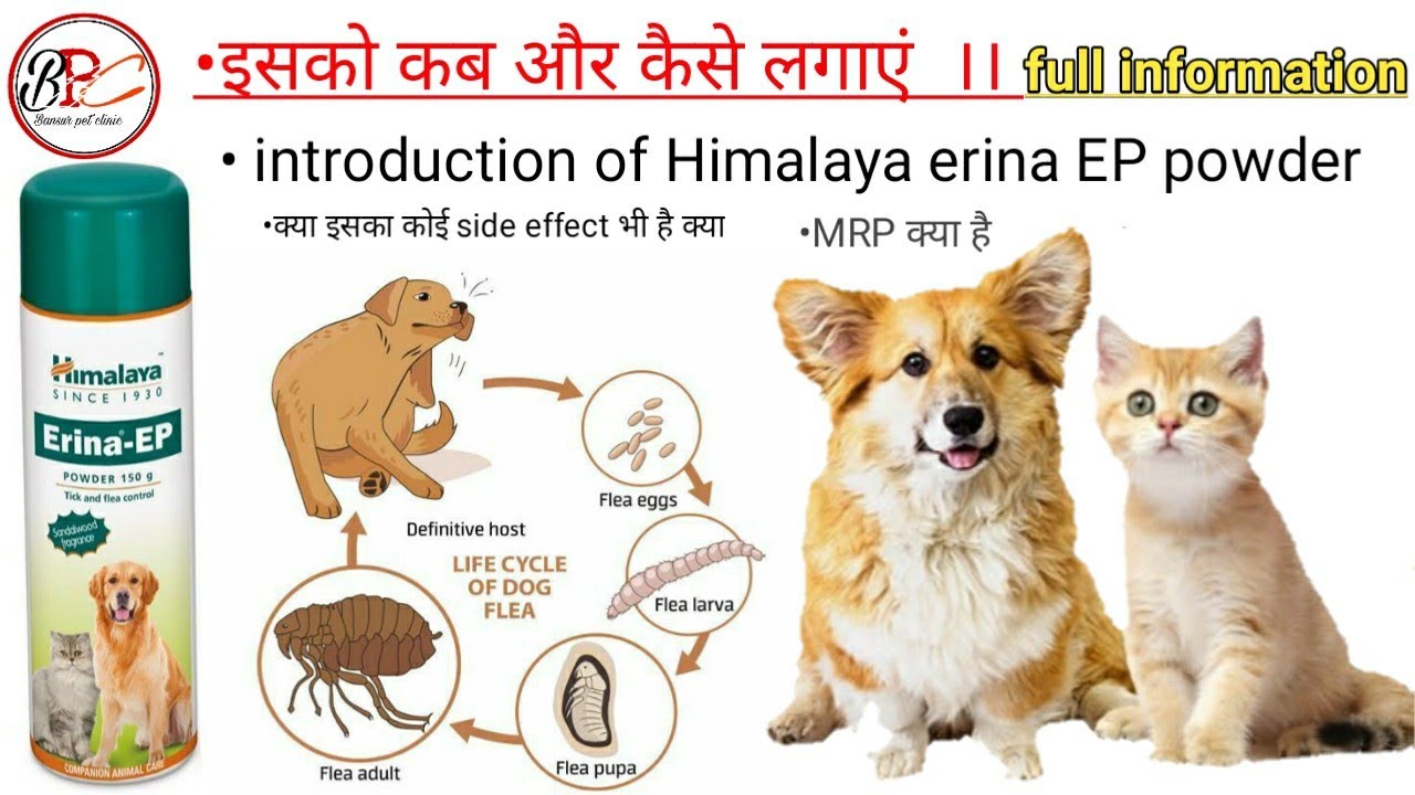 How to Use Himalay Erina - EP powder || Ticks and flea control Full information