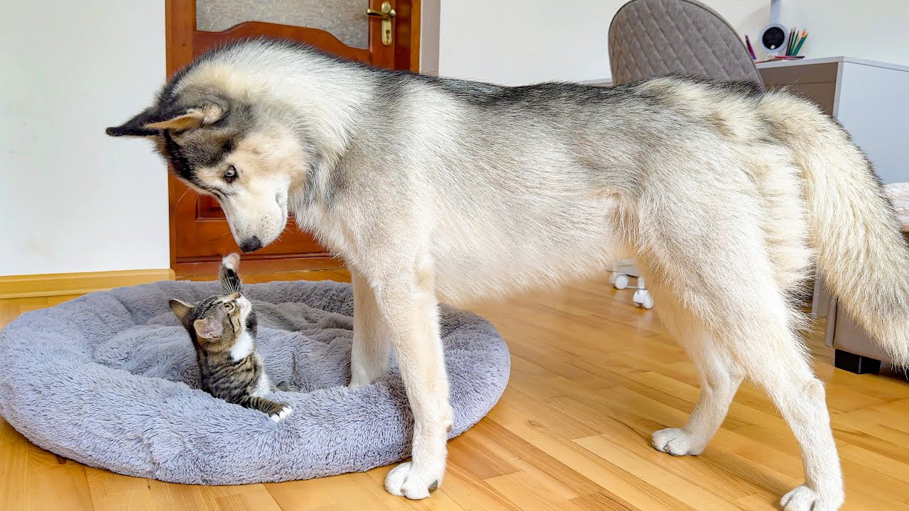 Giant Husky Shocked By Tiny Kitten Occupying His Bed!