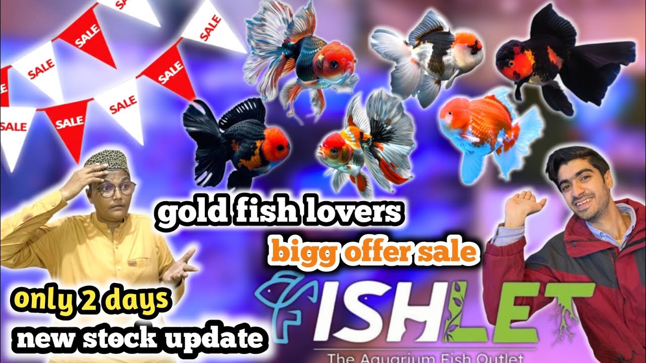 fishlet pr new stock hor big sale Laga di  || lalukhet fish aquarium market khi latest update price