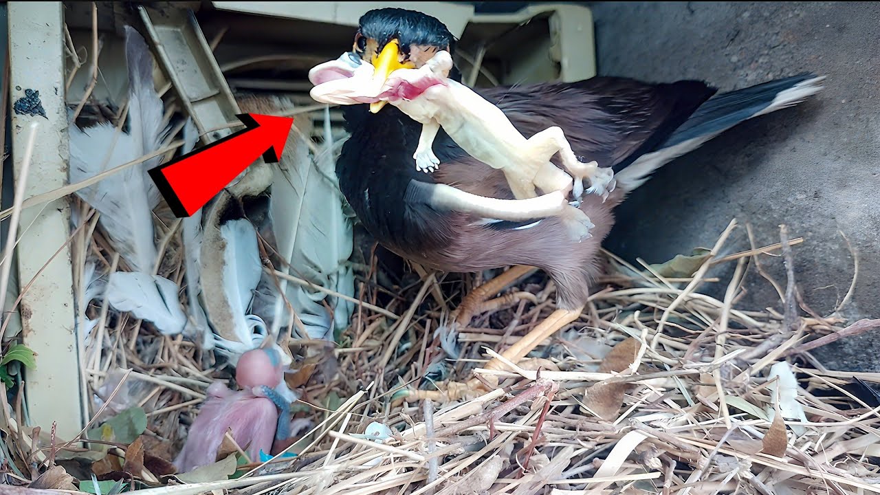 Myna bird Bringing a Big Lizard to Feed Its Tiny Nest Chicks!