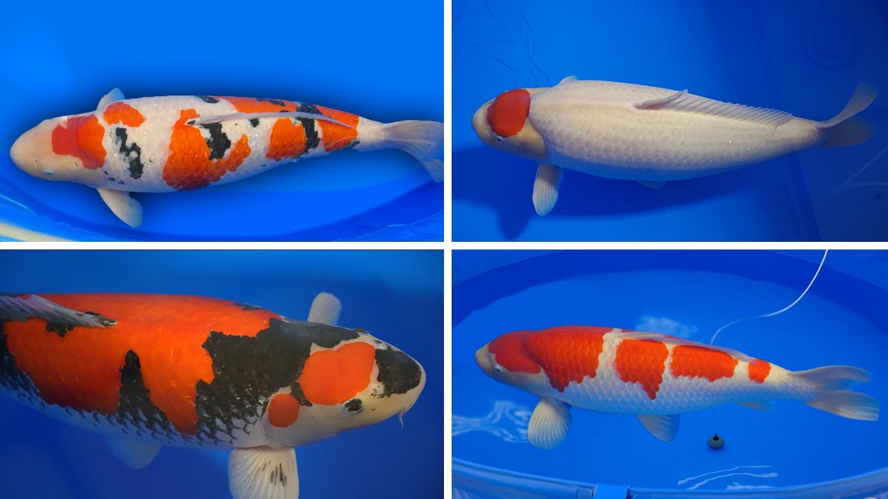 The Best Koi Fish in the World 2023! **All Categories**
