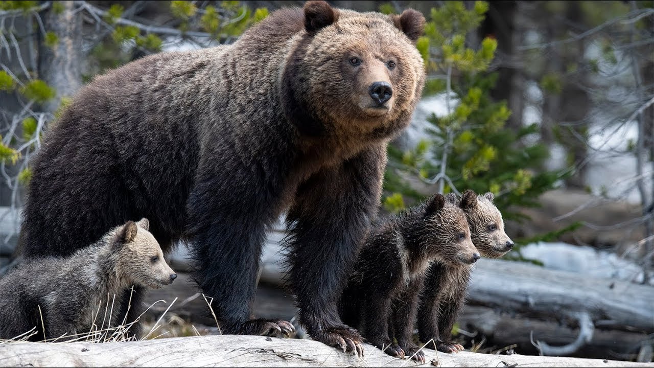 The Grizzly Bear Sometimes Called Mini Mom and her new cubs 2019