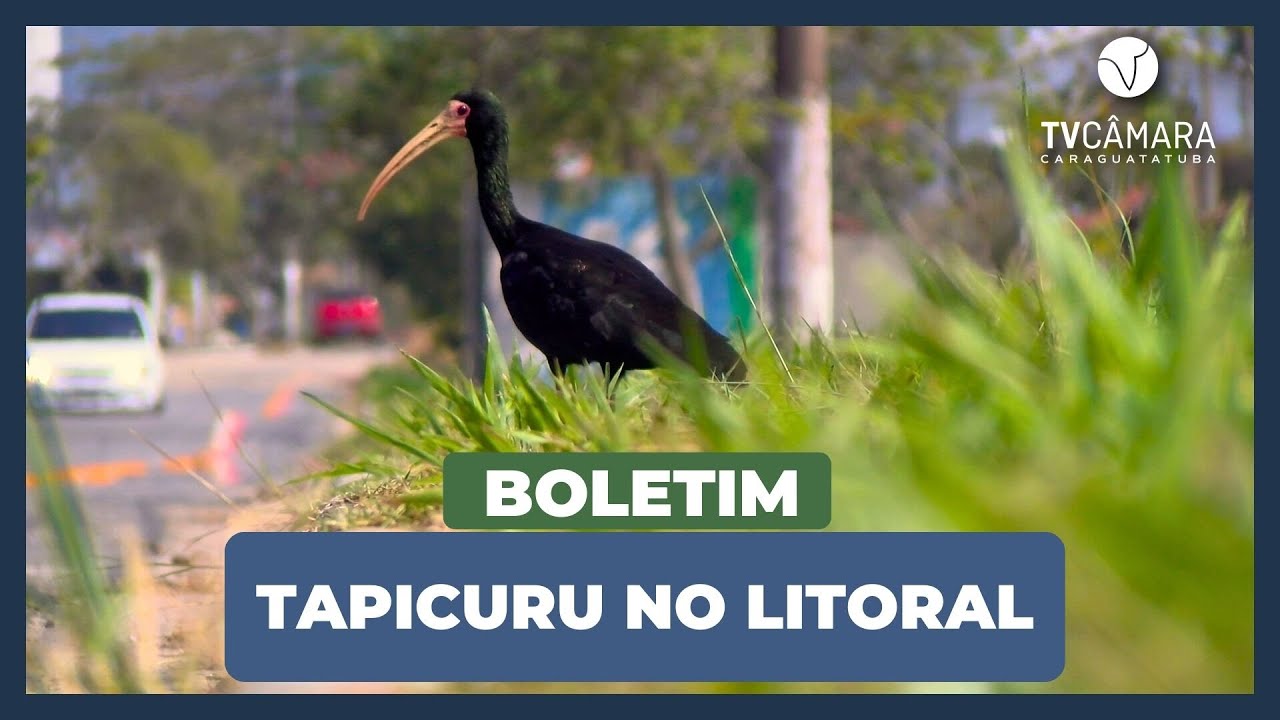 TAPICURU É A AVE QUE ESTÁ TOMANDO CONTA DO LITORAL