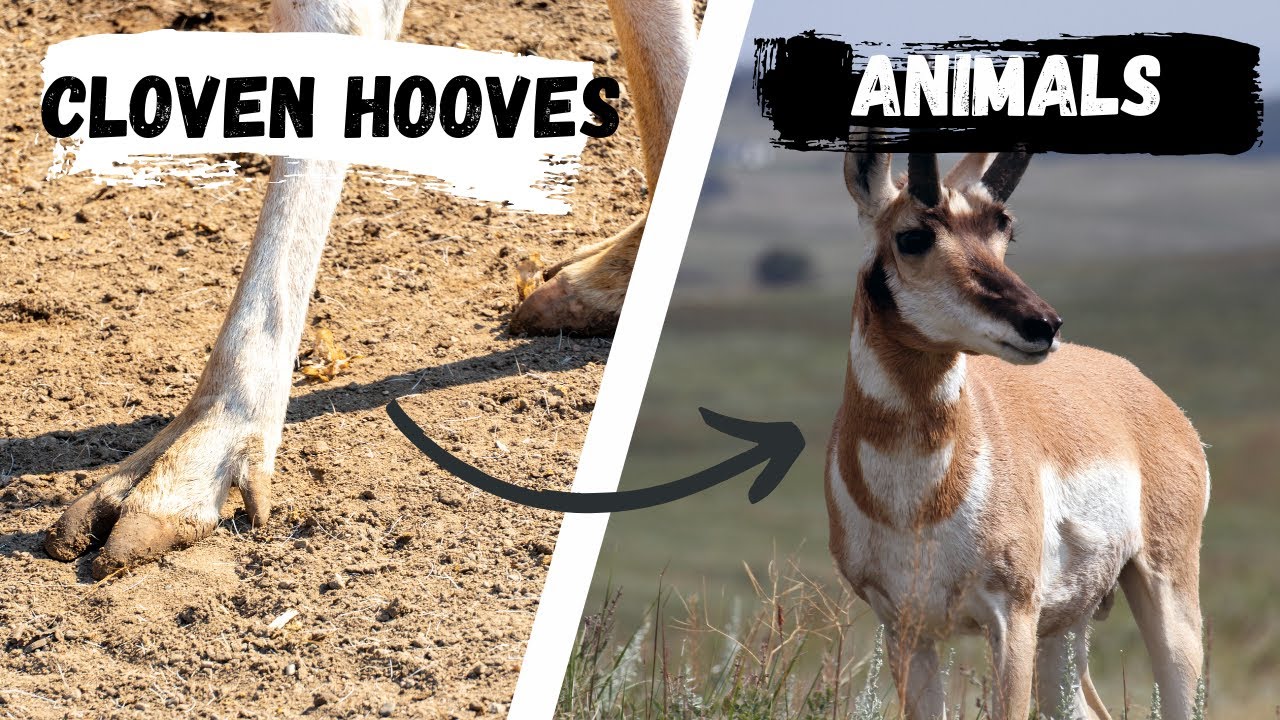 Animals with Cloven Hooves |  Cloven Hoofed Animals