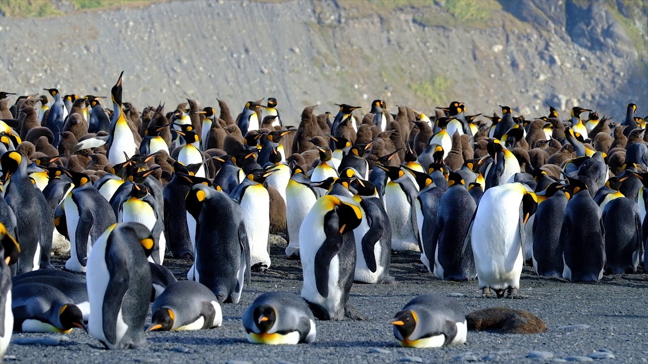 Penguins and Seals in St Andrews Bay and Gold Harbor, South Georgia, Antarctica