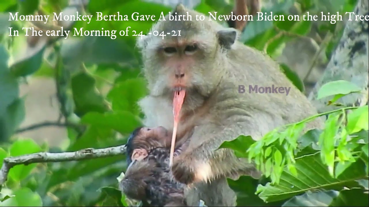 Life Story Of Baby Monkey Biden From The 1st Day - Last Day [Eng-Sub]