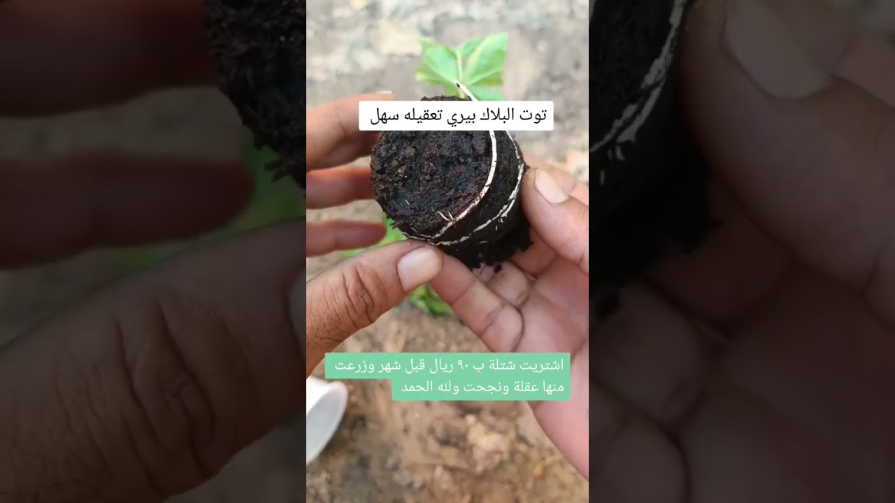 طريقة زراعة عقل توت البلاك بيري الامريكي