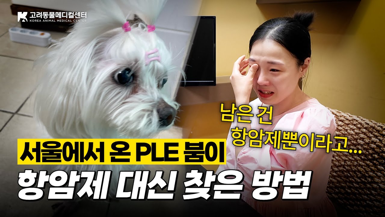 서울에서 청주로..! 항암제 대신 찾은 마지막 희망💖 #IBD #PLE #단백소실성장병증 #동물병원 #말티즈