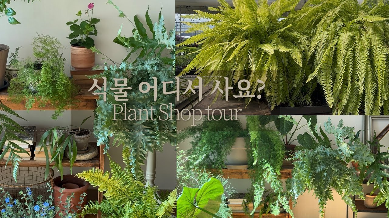 식물 덕후의 단골 화원 투어 | 새로 산 식물 | 고사리 총집합