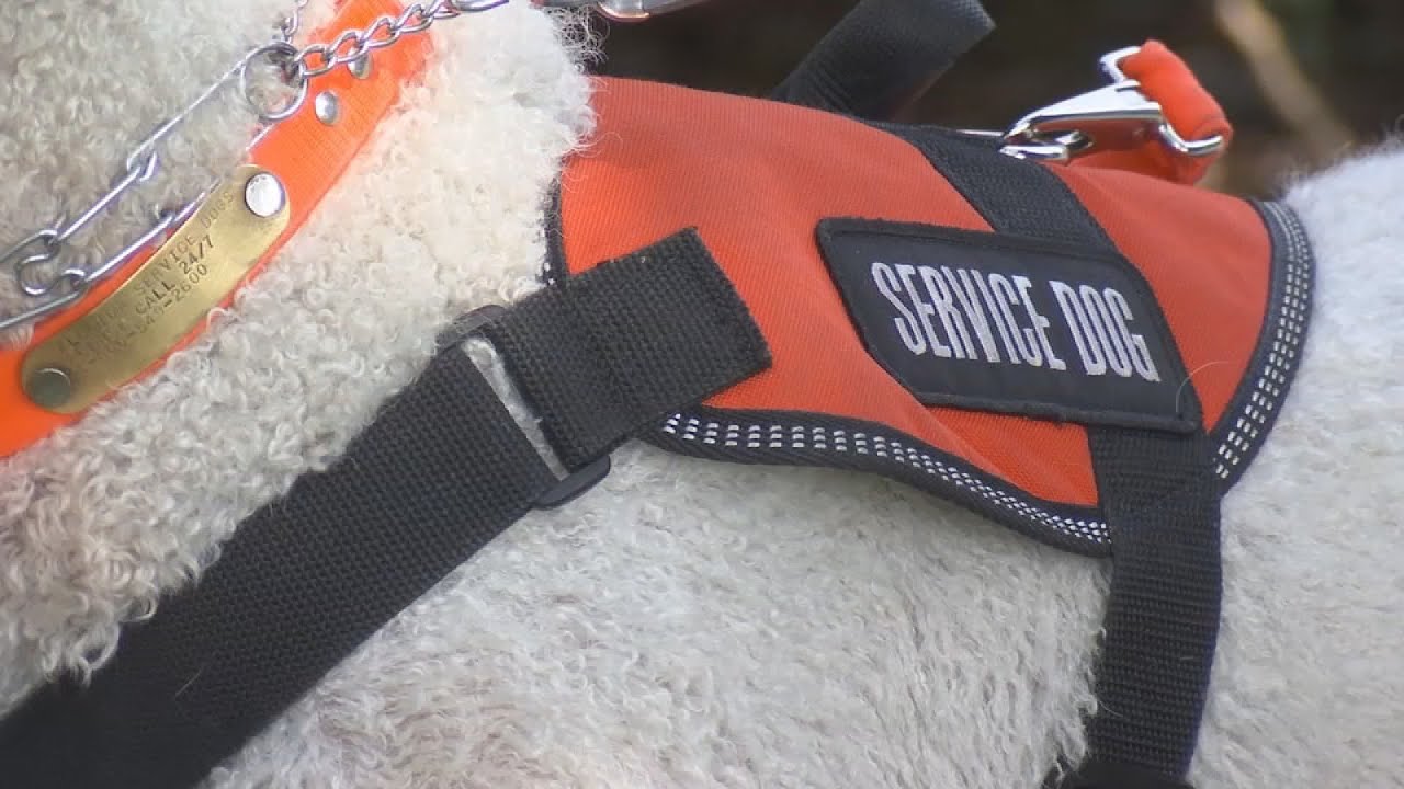 Veterans denied service over service dogs